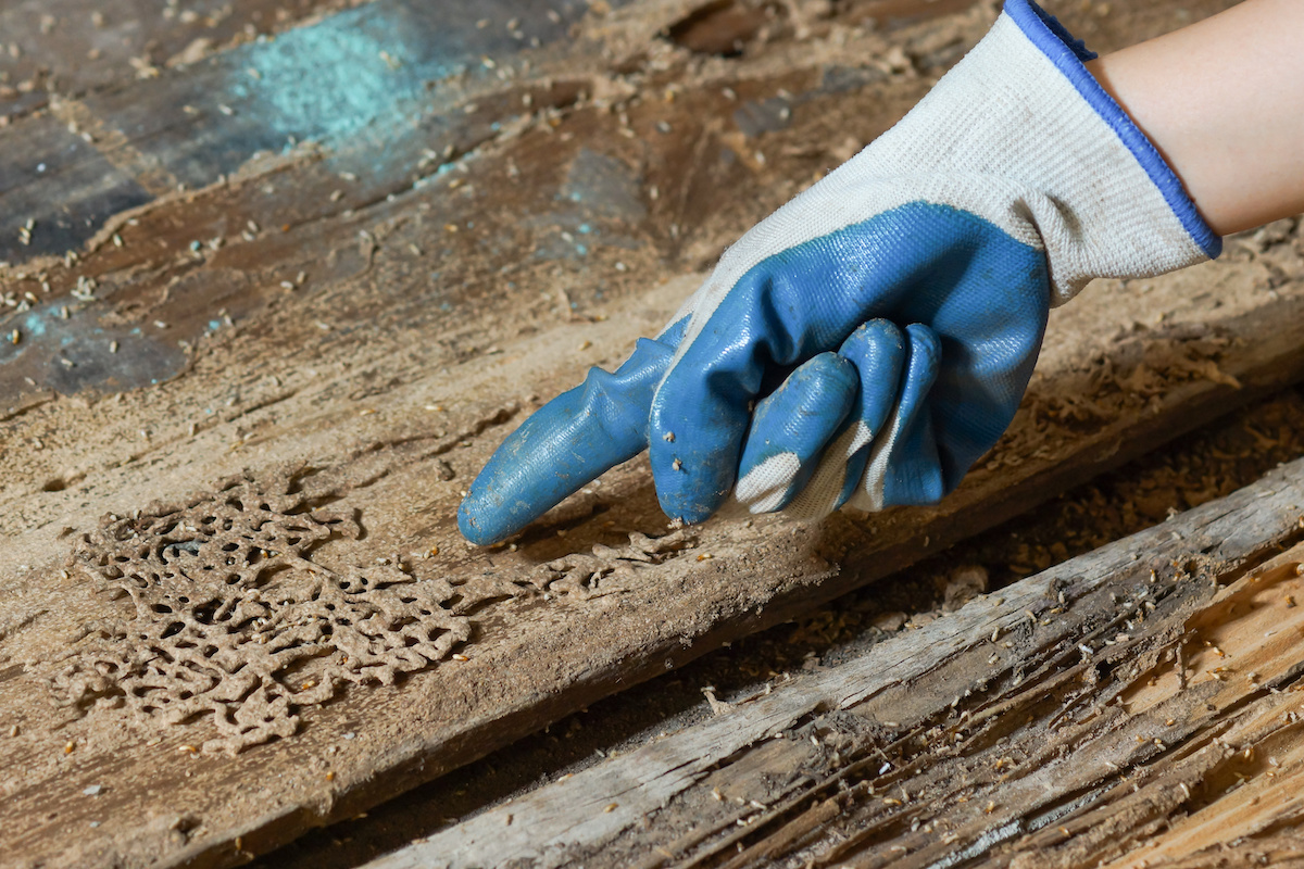 Termite Inspections